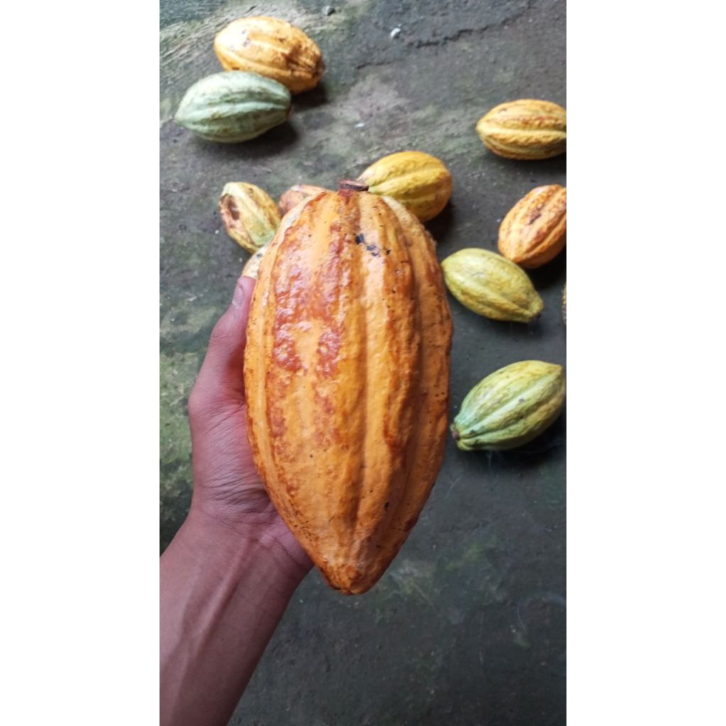 

paket hemat buah kakao/ coklat isi 5 gratis 1