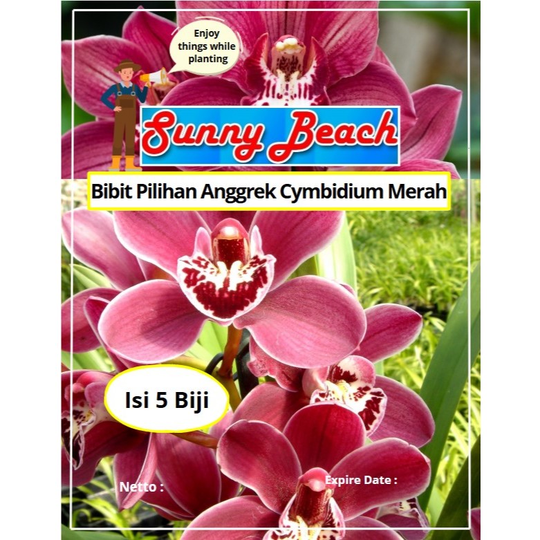 Bibit Pilihan Anggrek Cymbidium Merah | Biji Benih Anggrek Cymbidium Merah | Bunga Anggrek