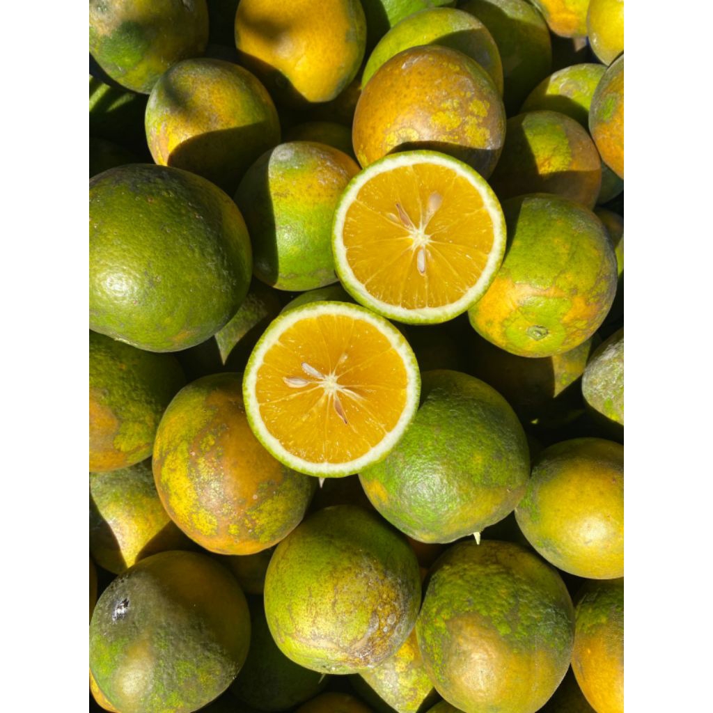 

Jeruk Baby Jerby 1kg Asli Manis