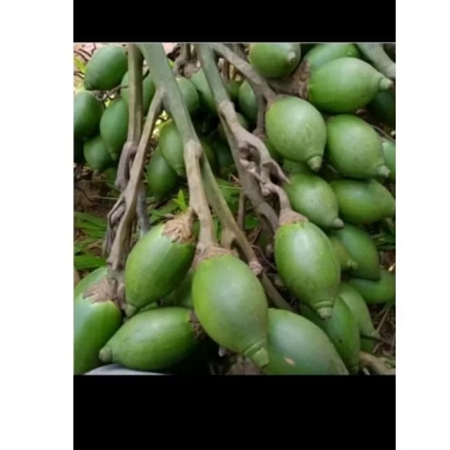 

BUAH PINANG MUDA,segar langsung petik jika ada order,kualitas terbaik,hasil sortir,bersih.