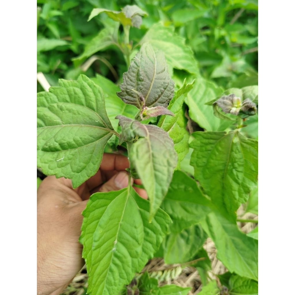 

daun balakacida segar 1 kg fresh