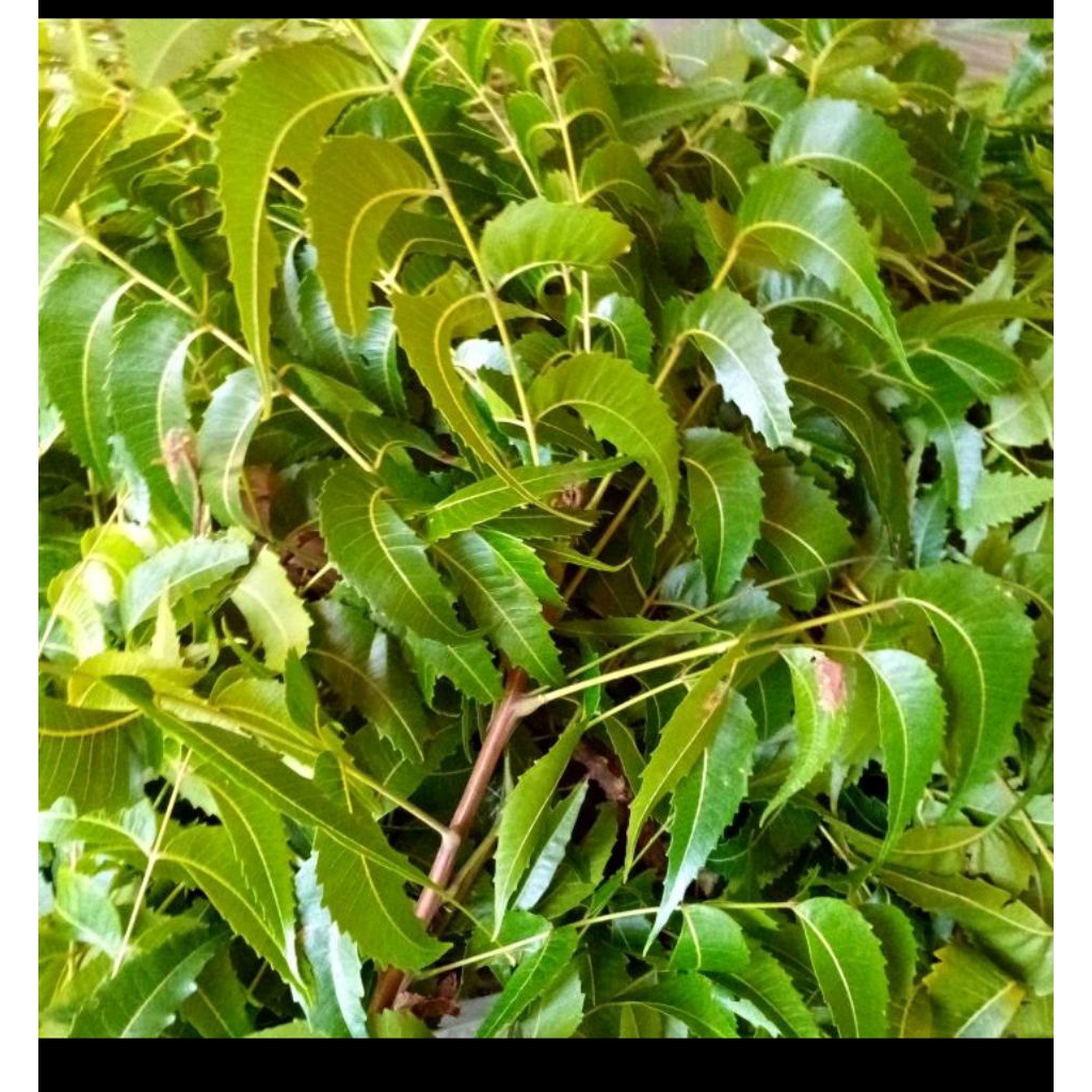 

daun mimba /daun Mimi 1kg
