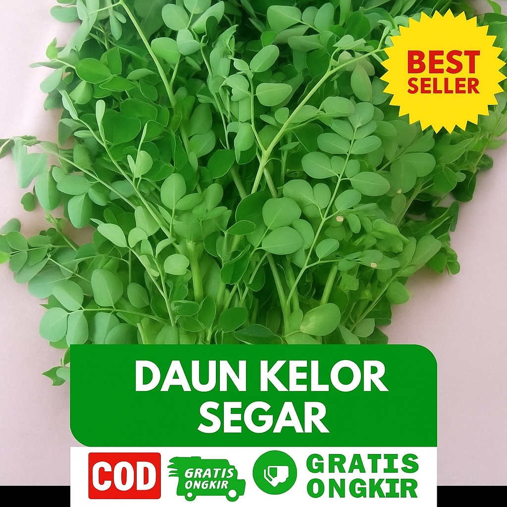 

Daun Kelor Segar Obat Herbal Di Petik Dadakan