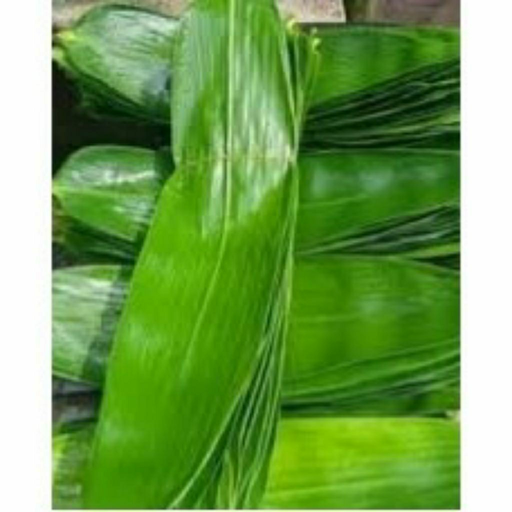 

Daun bambu/awi segar isi 100 lembar fre 5 lembar