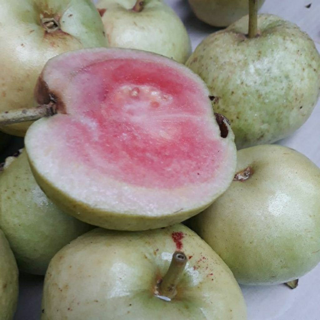 

JAMBU KRISTAL MERAH per 500g