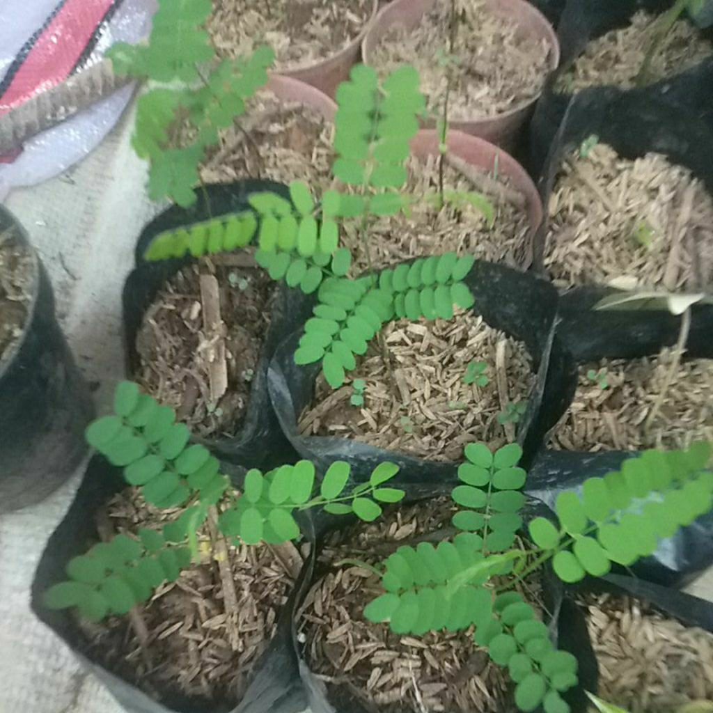 bibit daun saga