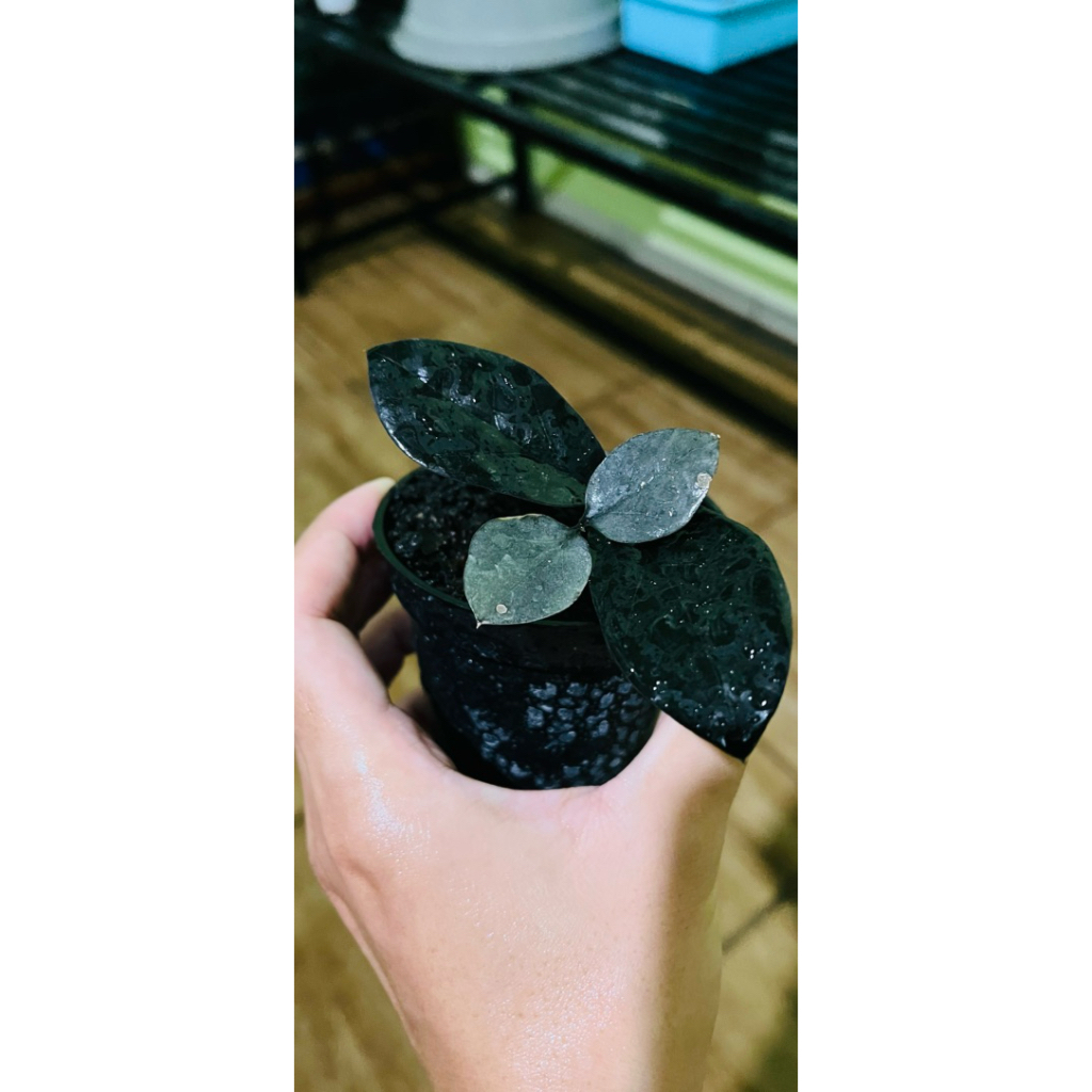 ZZ Plant Black Raven Kecil