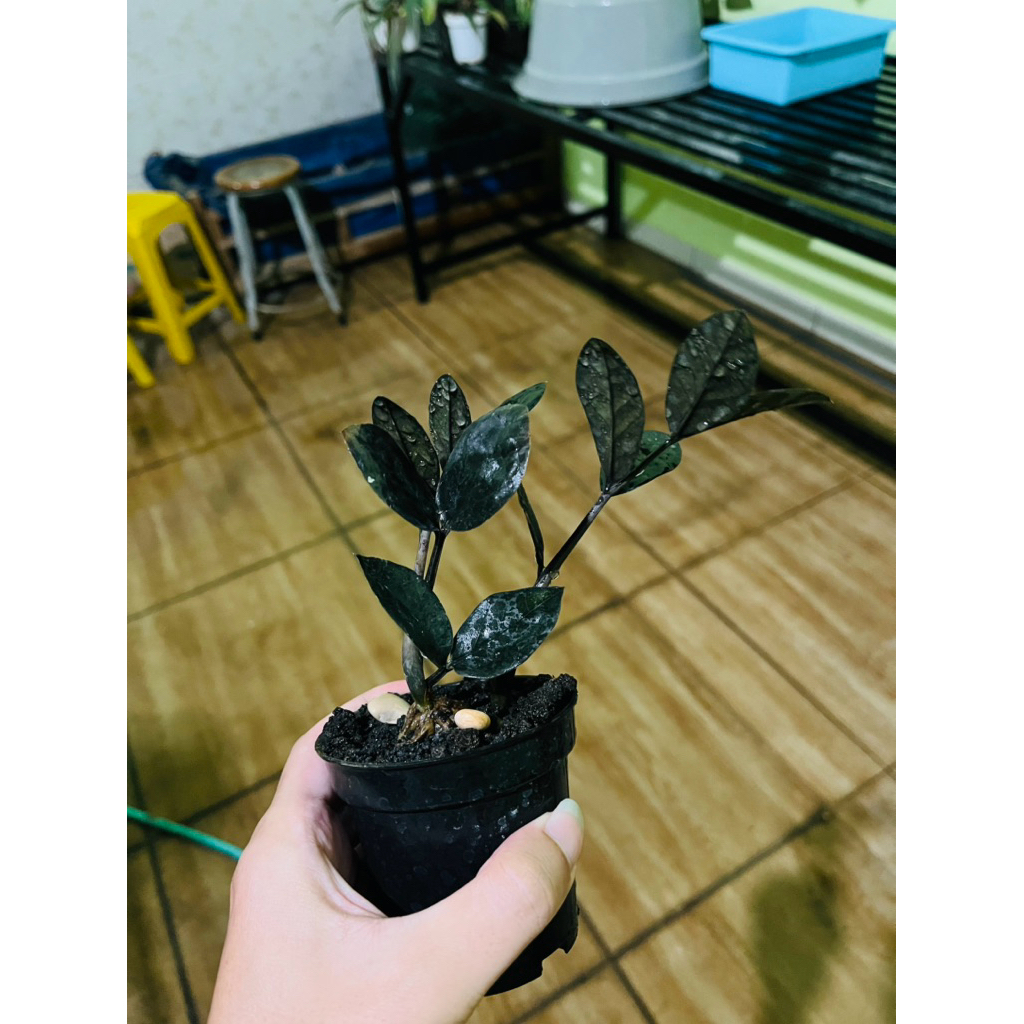 ZZ Plant Black Raven Bibit