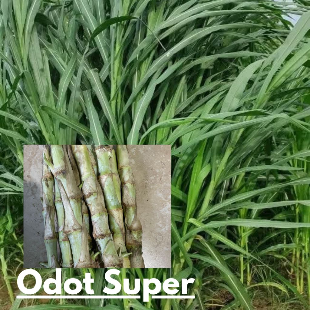 BIBIT RUMPUT ODOT SUPER KILOAN ISO 20-30 BATANG