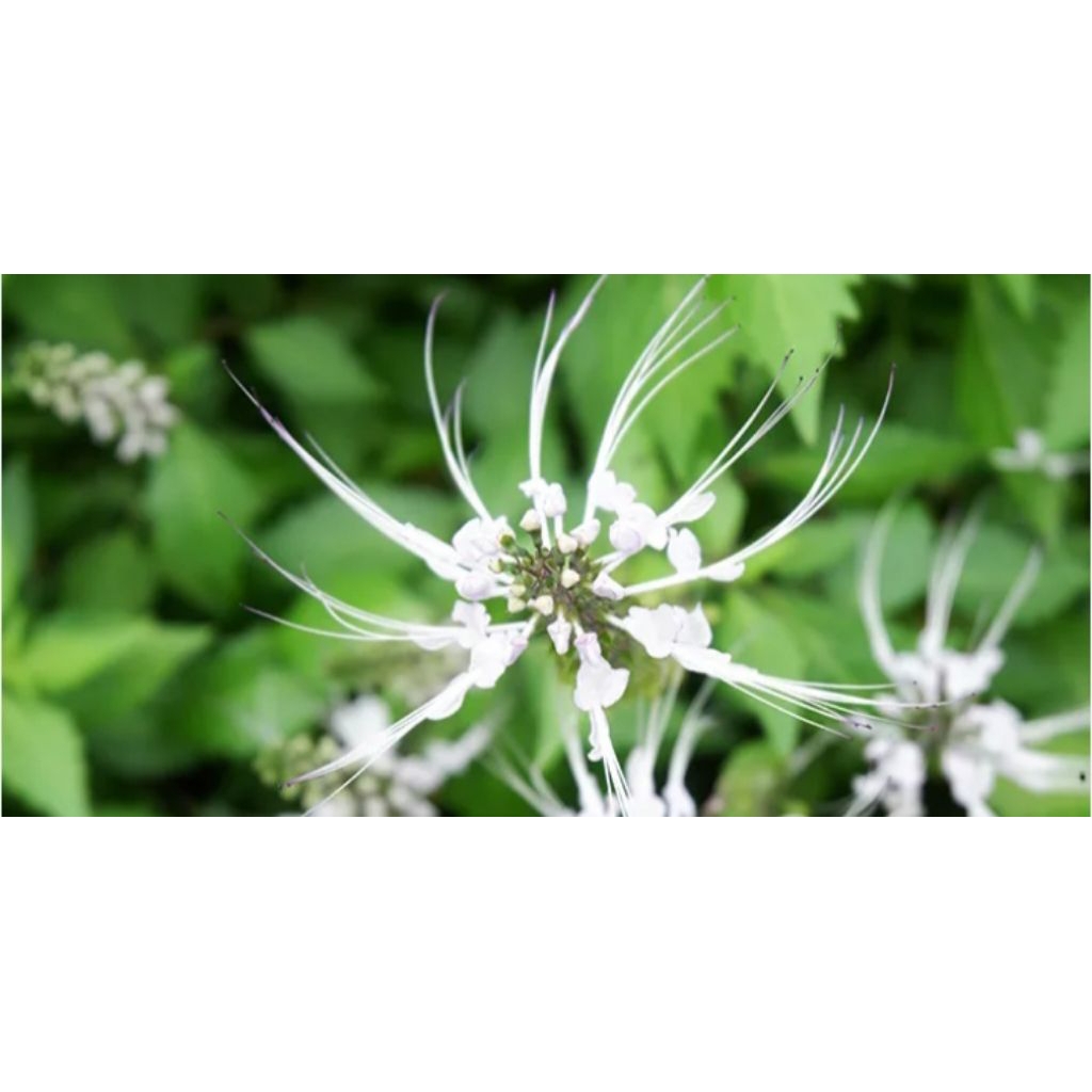 

oaket segar keji beling dan kumis kucing /250 grm