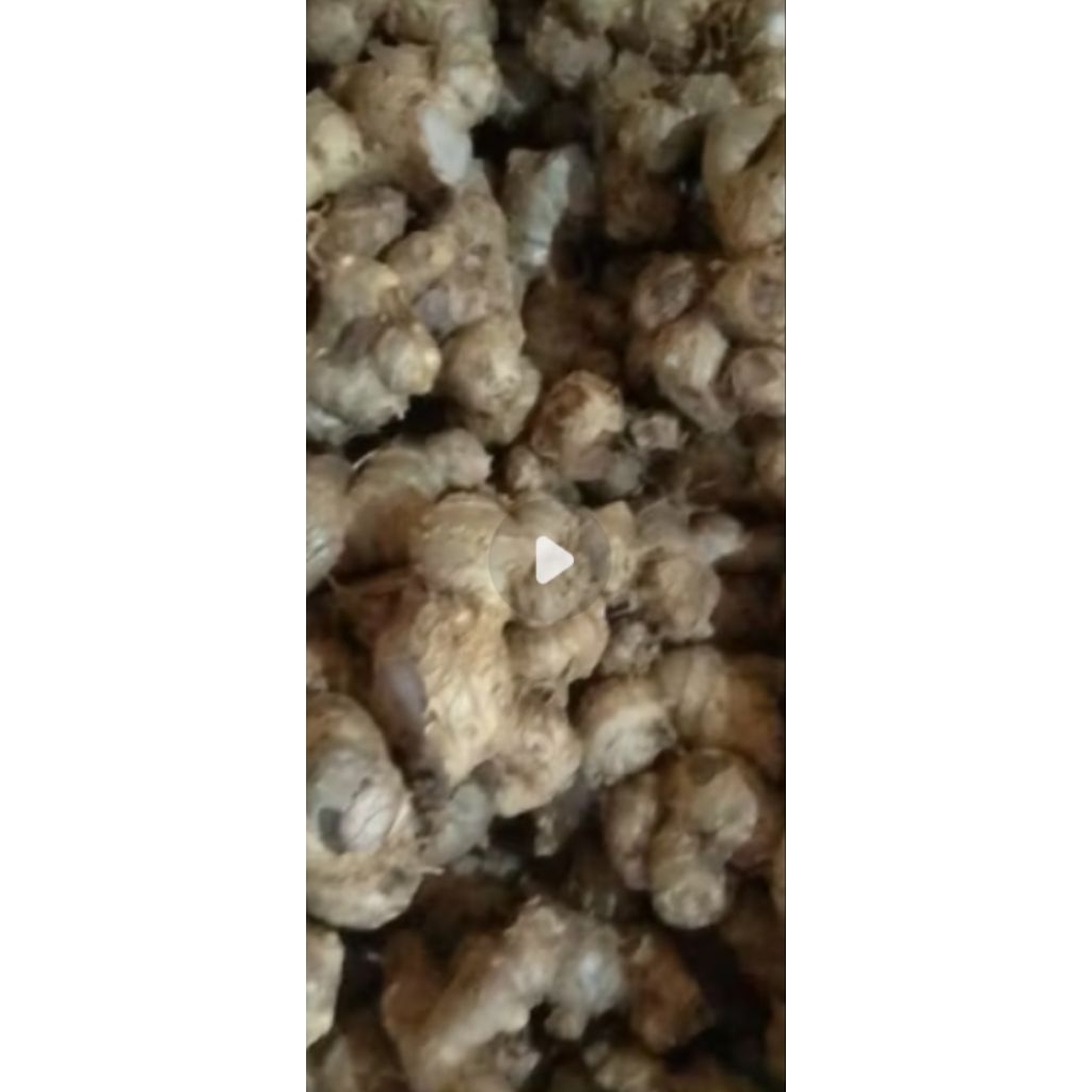 

kunyit hitam asli segar rimpang harga per500g