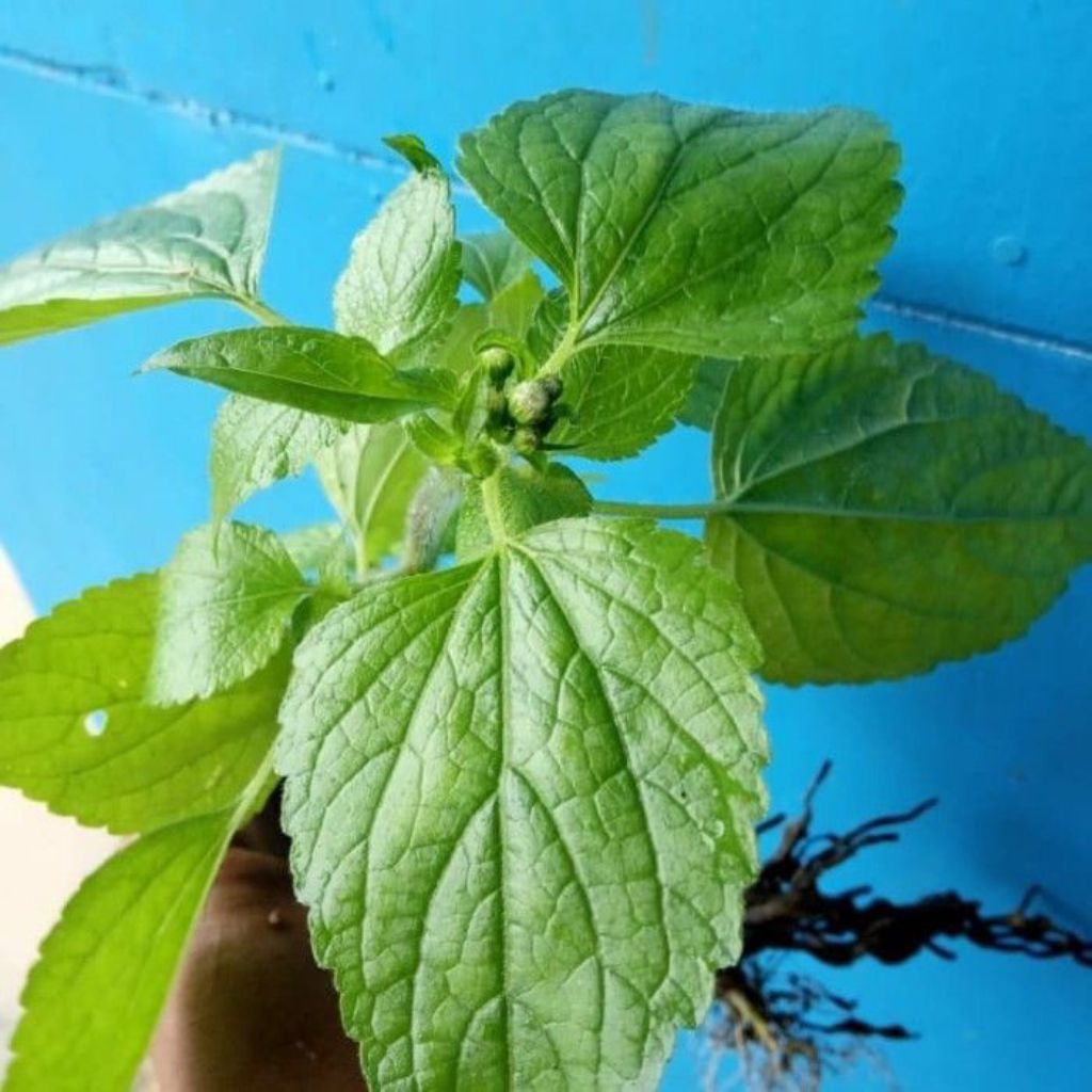 

Daun bandotan babadotan sawi langit segar fresh termurah 250grm