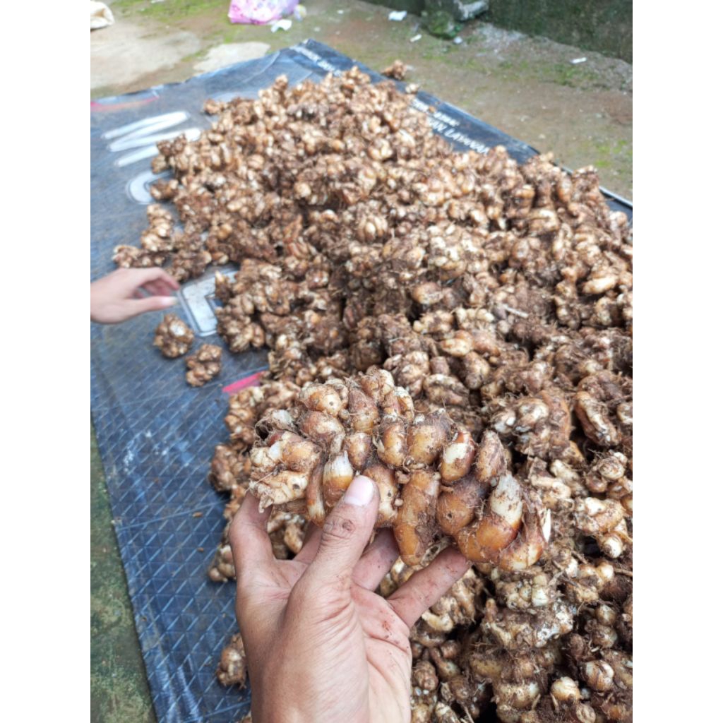 

kencur segar 2 kg kencur tua 2 kg Kencur Seblak kencur murah 2 kg