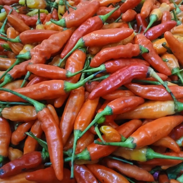 

Cabe Rawit Merah 250 gram