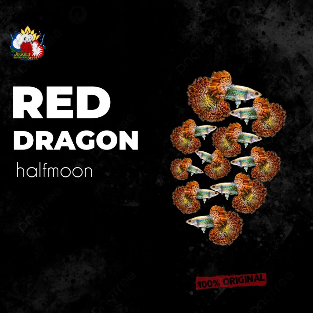 Hiasan Red Dragon hm guppy, Greade A