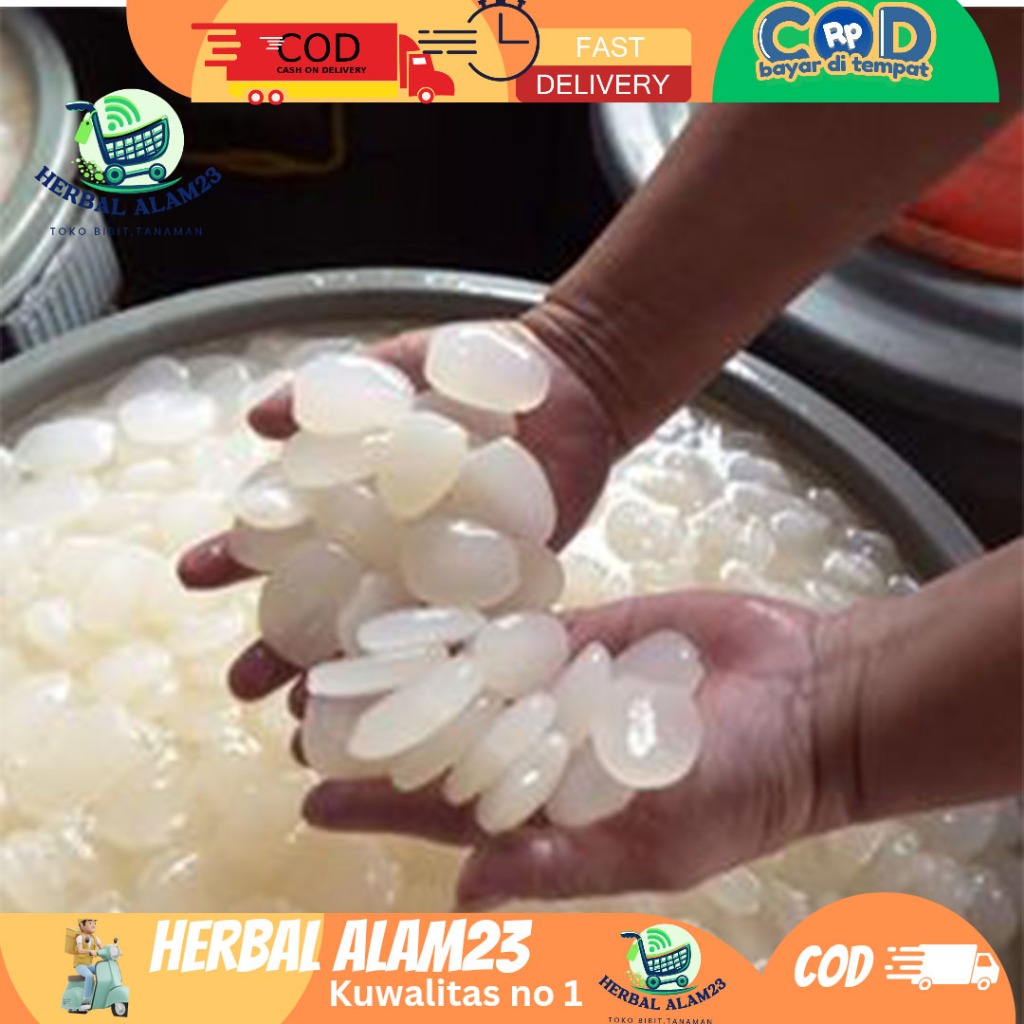 

kolang kaling 1kg super