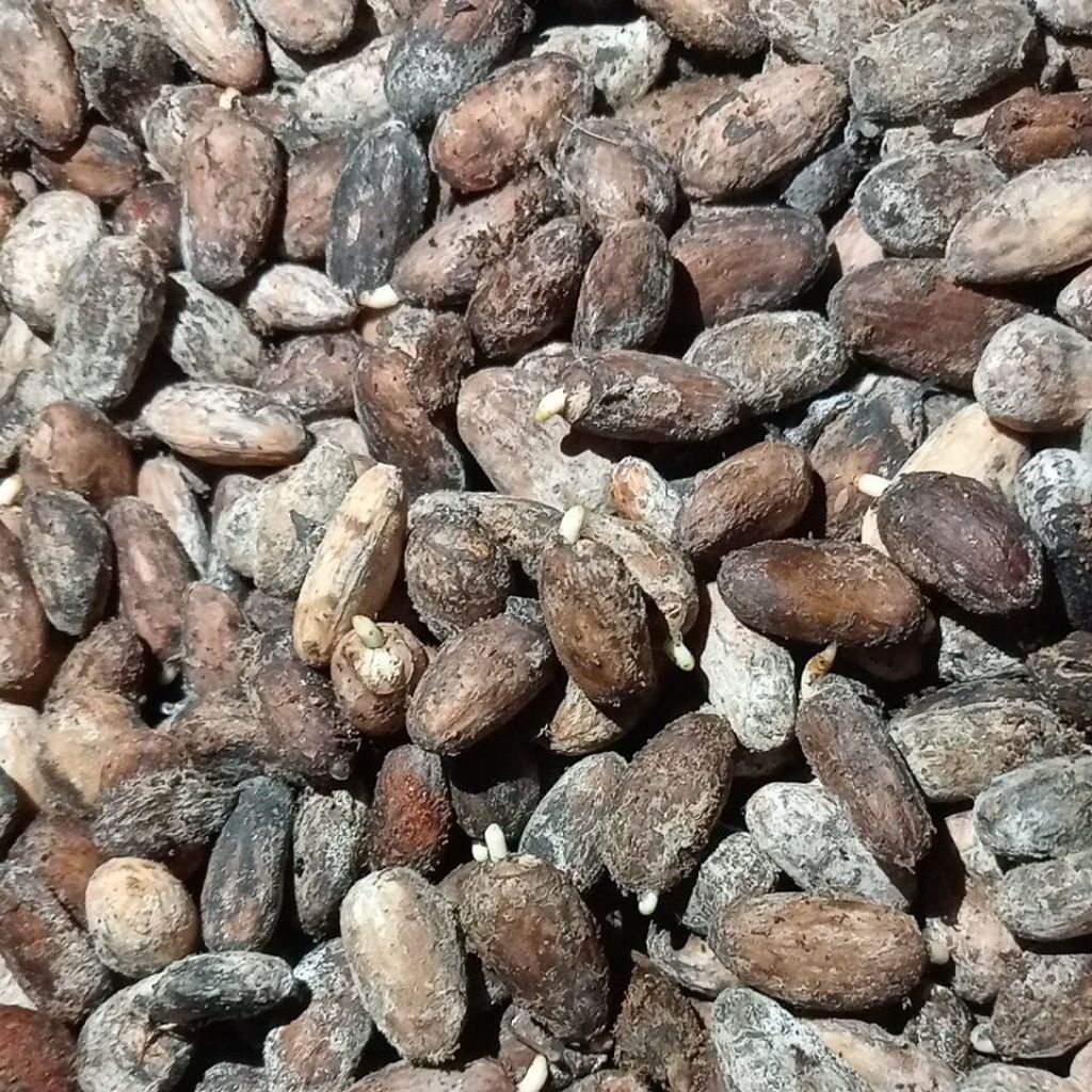 Biji Bibit Kakao MCC 02 Valid Bertunas 120 Biji