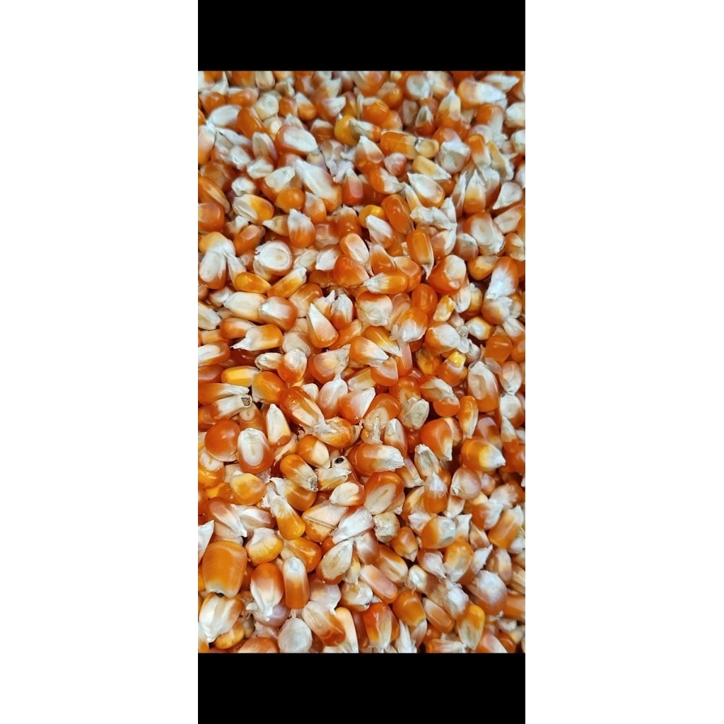Jagung Kristal