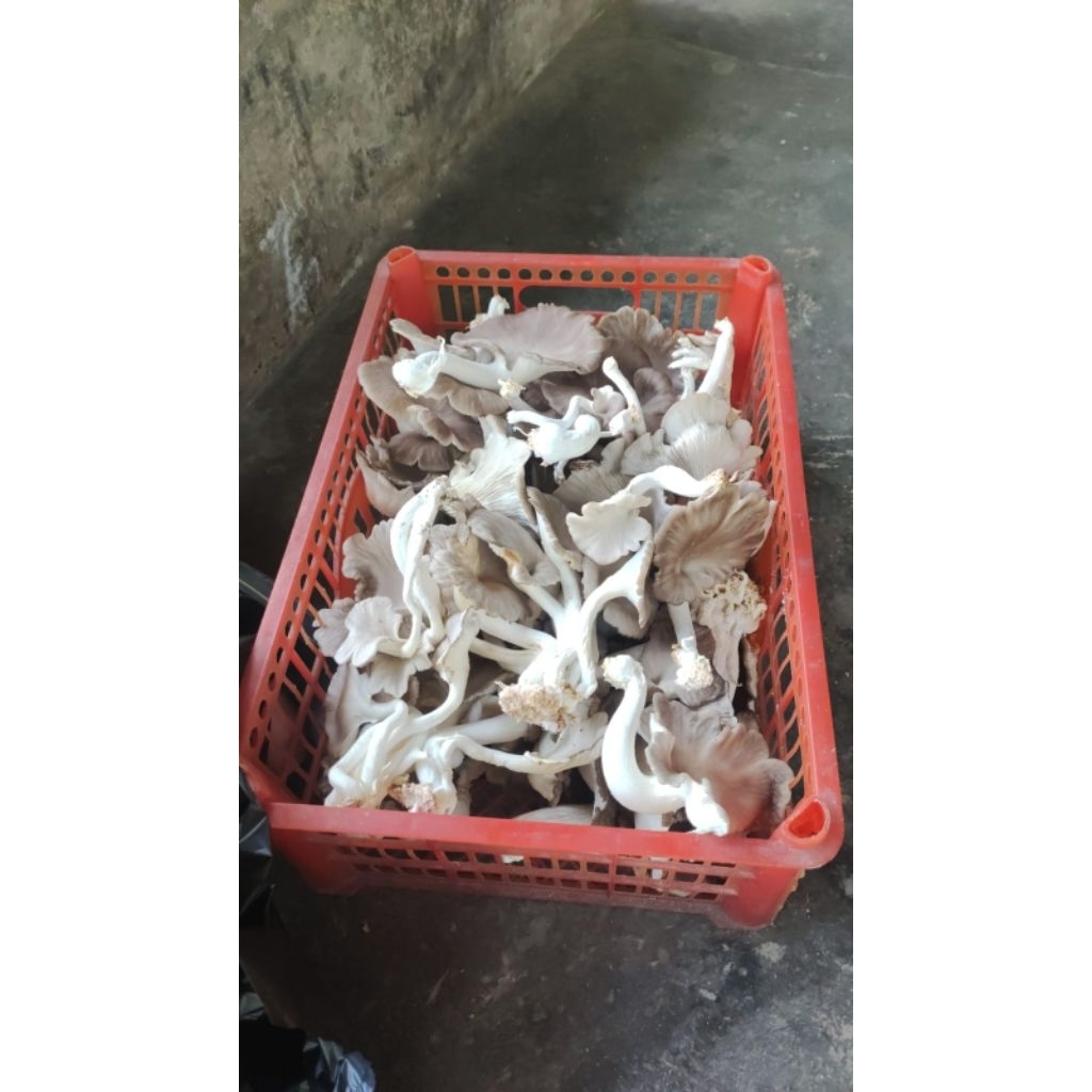 

jamur tiram coklat