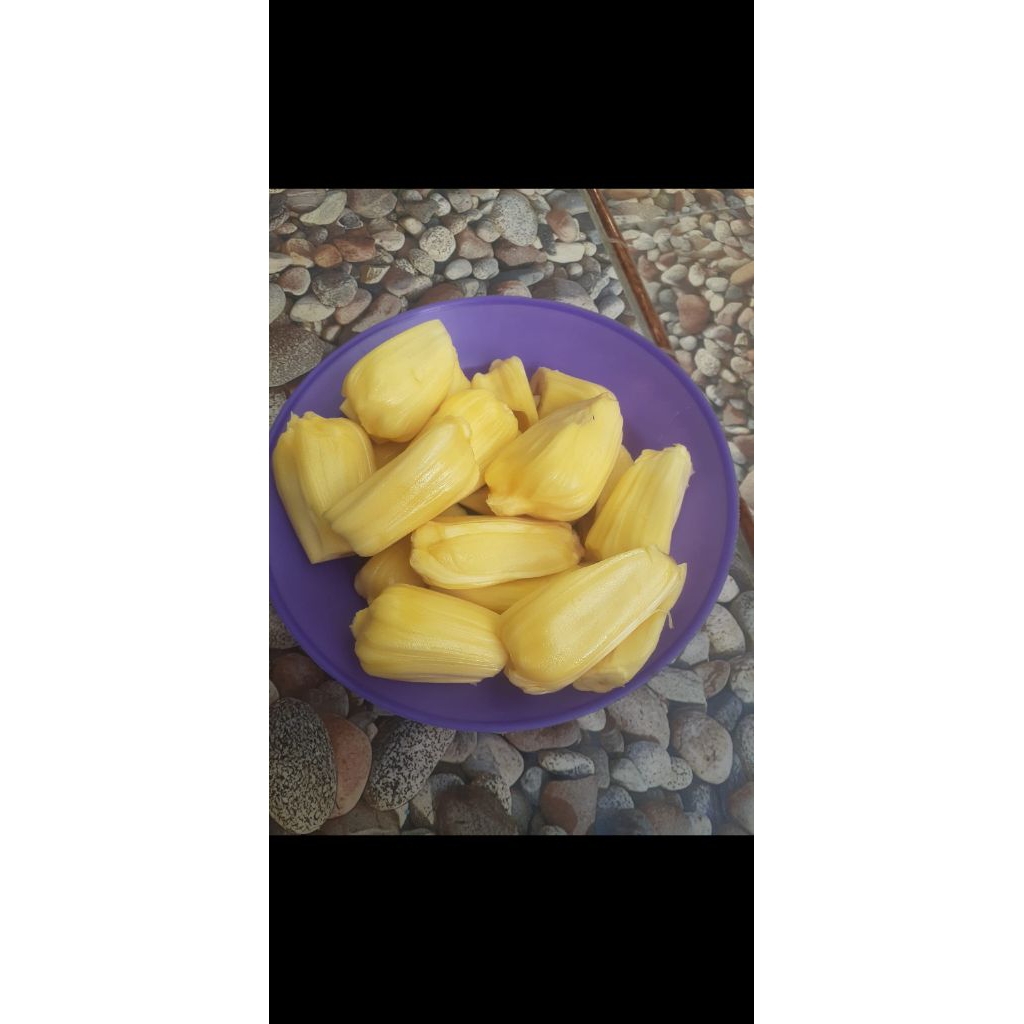 Bibit nangka Jumbo
