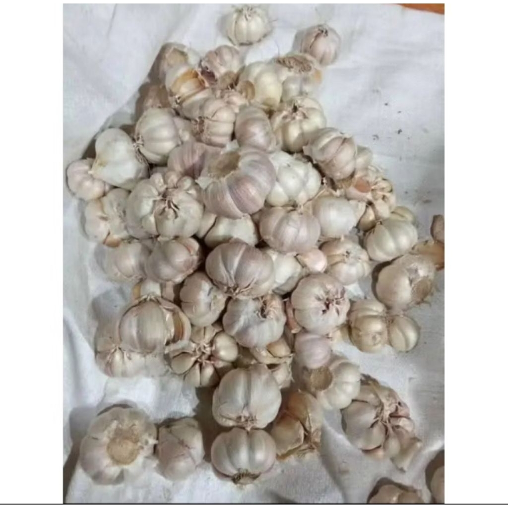 

bawang putih fresh bersih 250gr