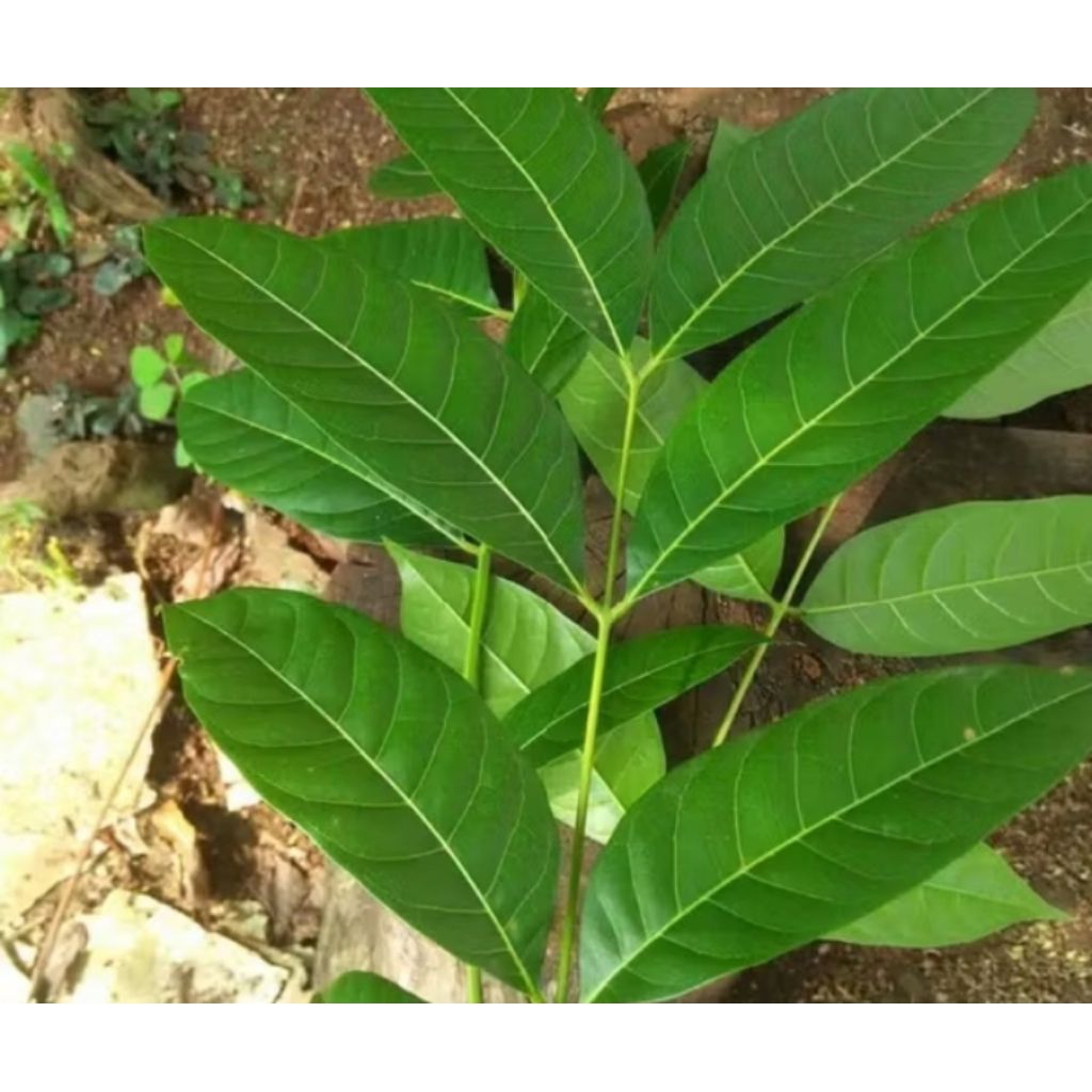 

DAUN MAHONI SEGAR 100LEMBAR TERBAIK OBAT HERBAL OBAT TRADISIONAL OBAT MURAH