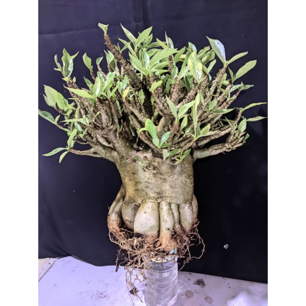 Adenium Arabicum Hibrid Own Jam x NSDD  Mutasi Prokar Induk