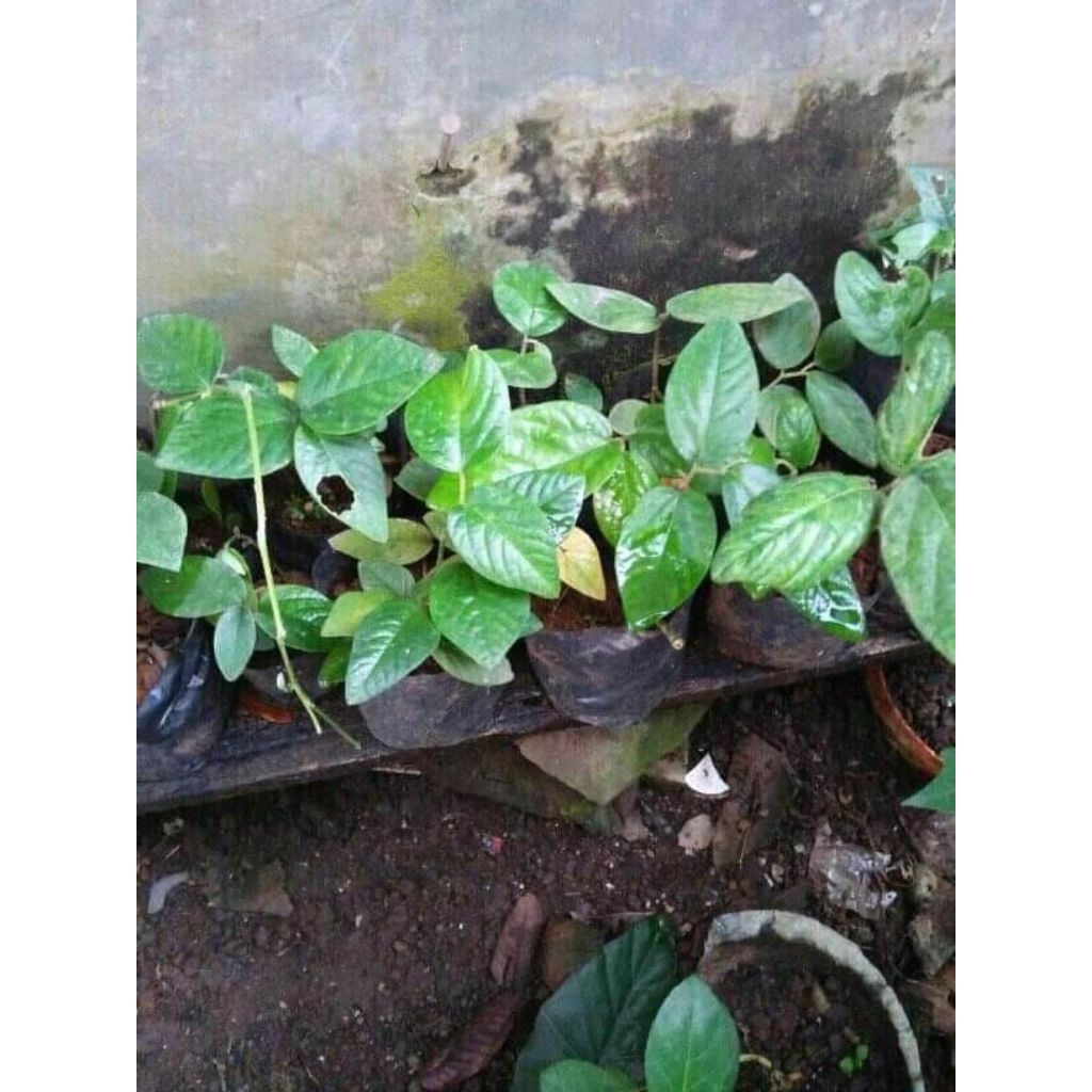 PERPOHON Bibit Tanaman Singa Depa Unggul – Cepat Tumbuh / Tanaman Kaya Manfaat