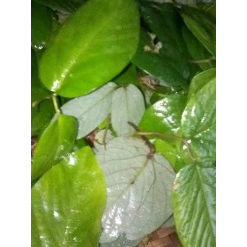 

PERLEMBAR Daun Singa Depa Segar Asli | Herbal Tradisional | Obat Alami | Daun Obat