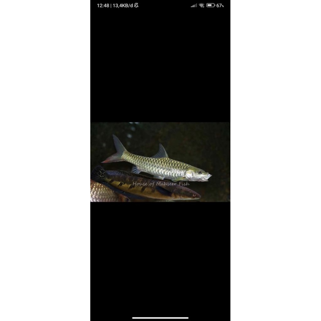 patung TOR PUTITORA BHUTAN WC PURE