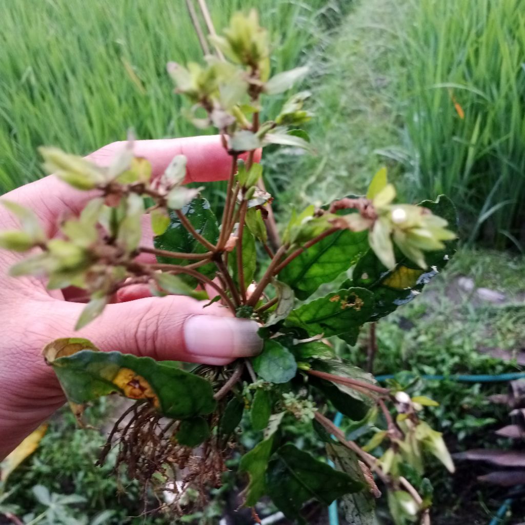 

jual daun gempur batu asli langka 300grm