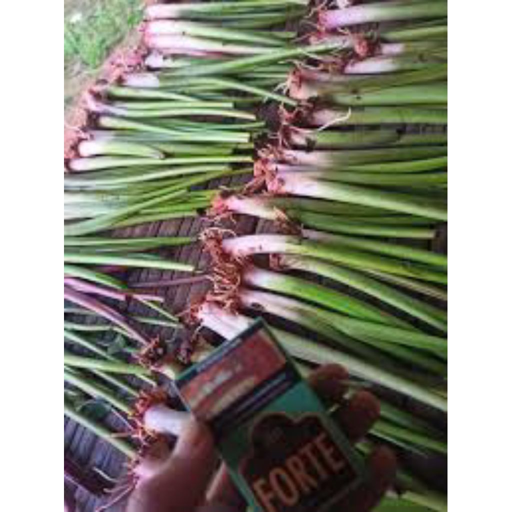 bibit talas Bogor Pratama 1 asli isi 10 batang