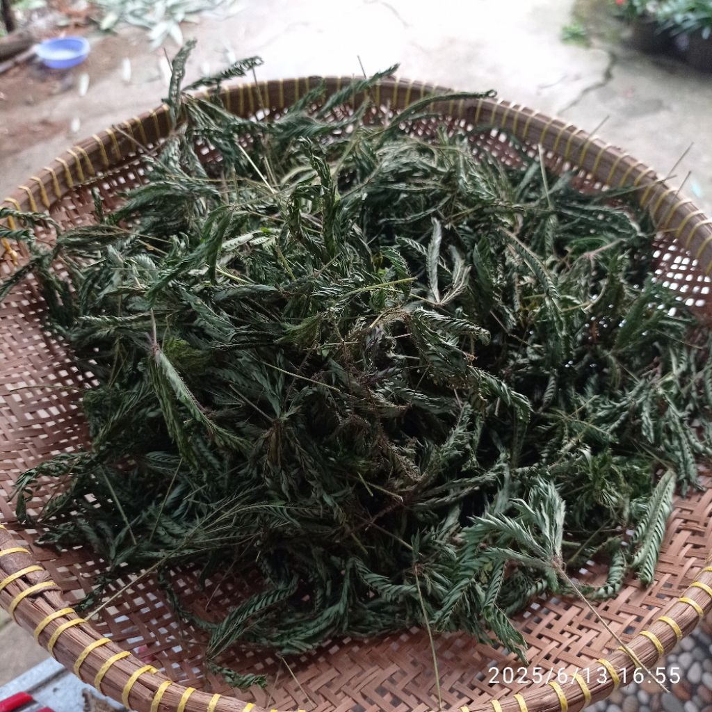 

Daun teh kering rumput putri malu per 200 gram