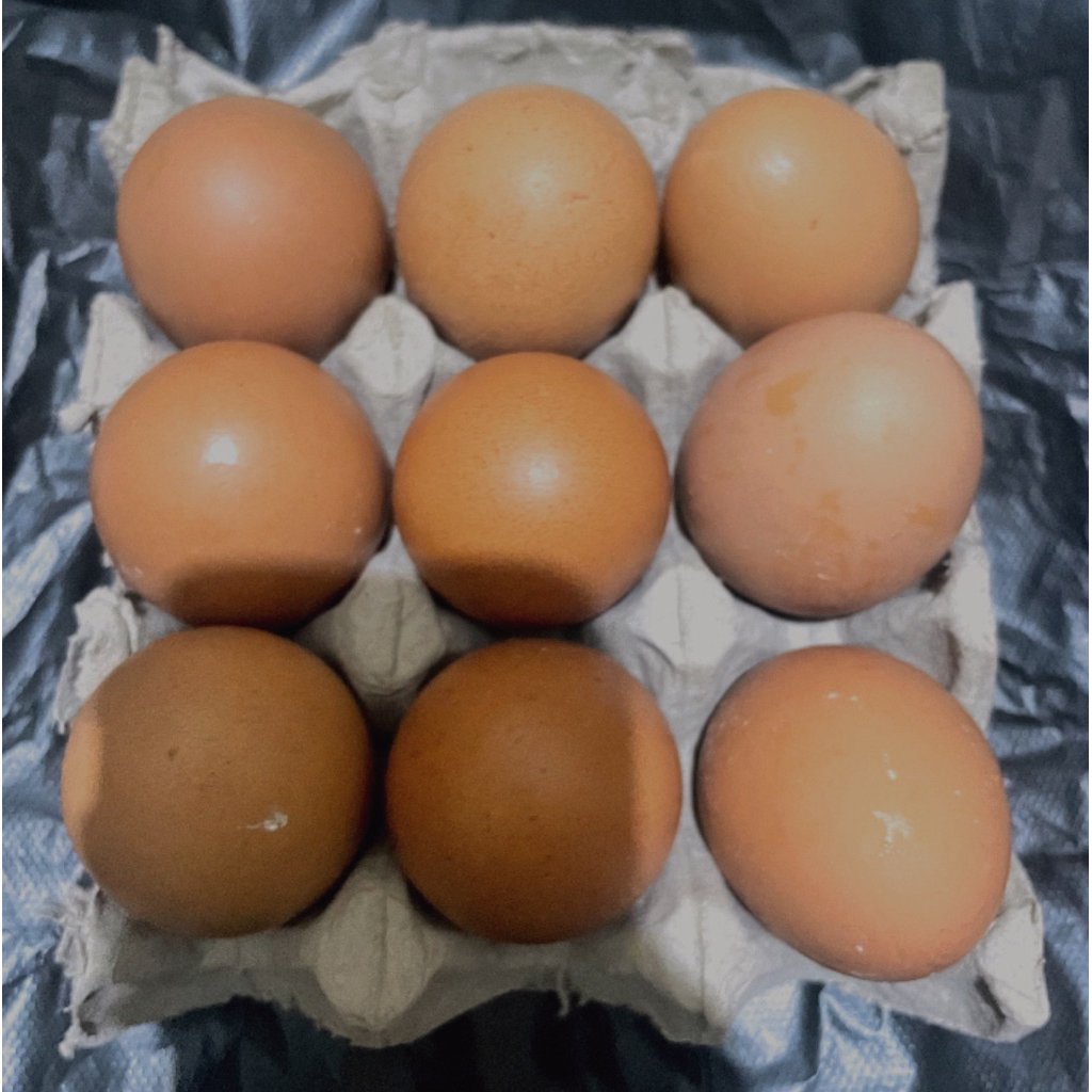 

Telur Ayam Negeri Segar 6 / 9 Butir | Telur Fresh Harian