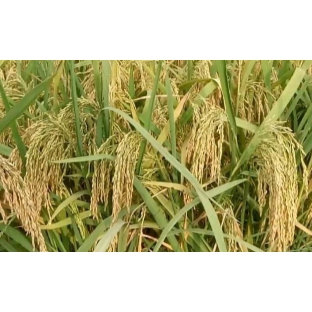 Benih padi Rajasa 01 (2kg)