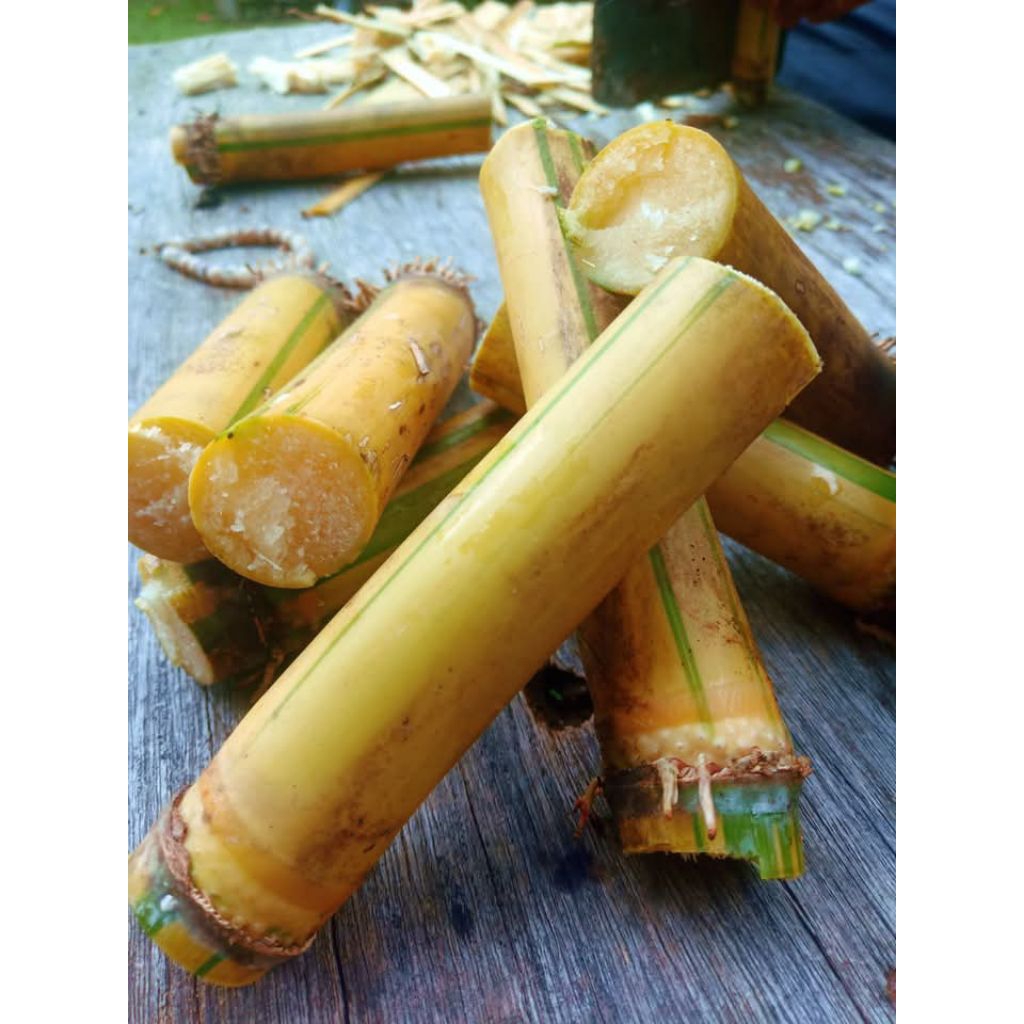 

1 kg tebu kuning manis