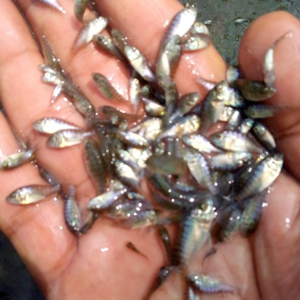 bibit ikan nila gratis pakan hitam nirwana isi 500 ekor terbaik.