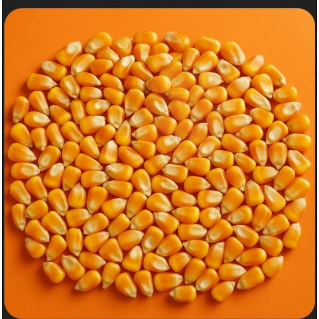 

jagung pipil 1kg pakan burung