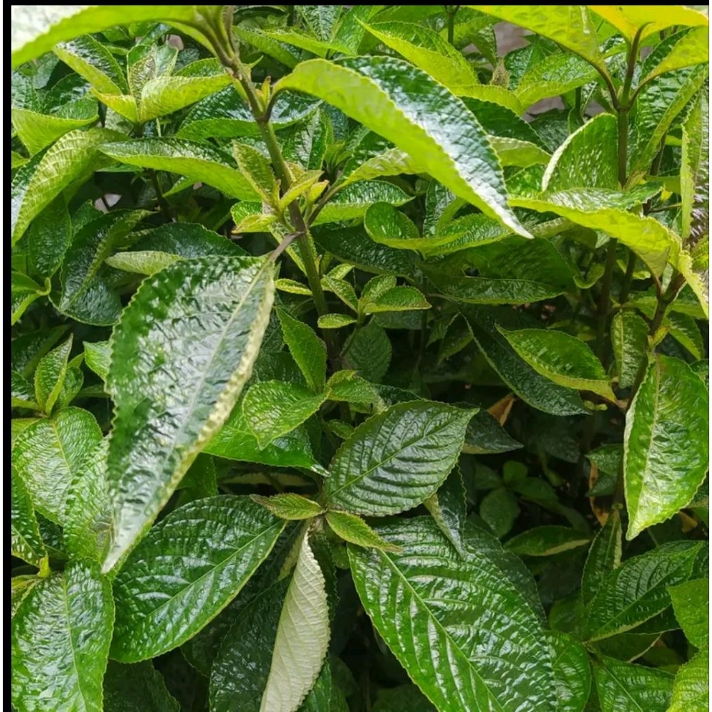 

Daun Ki beling segar 1 kg