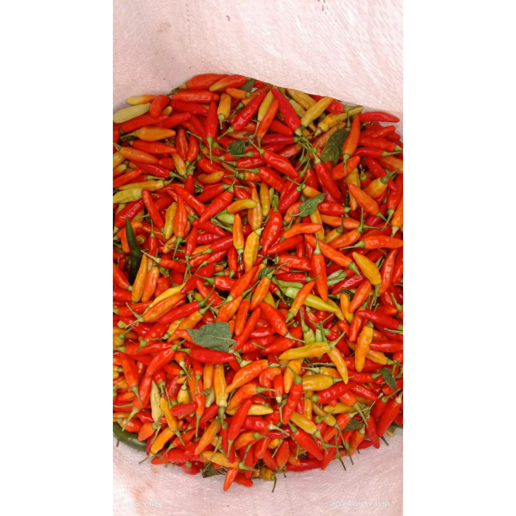 

Cabe Rawit Merah fresh Varietas Ori