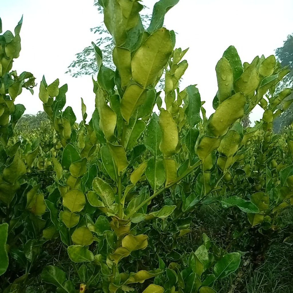 

daun jeruk purut segar, fresh, bumbu masak petik pohon