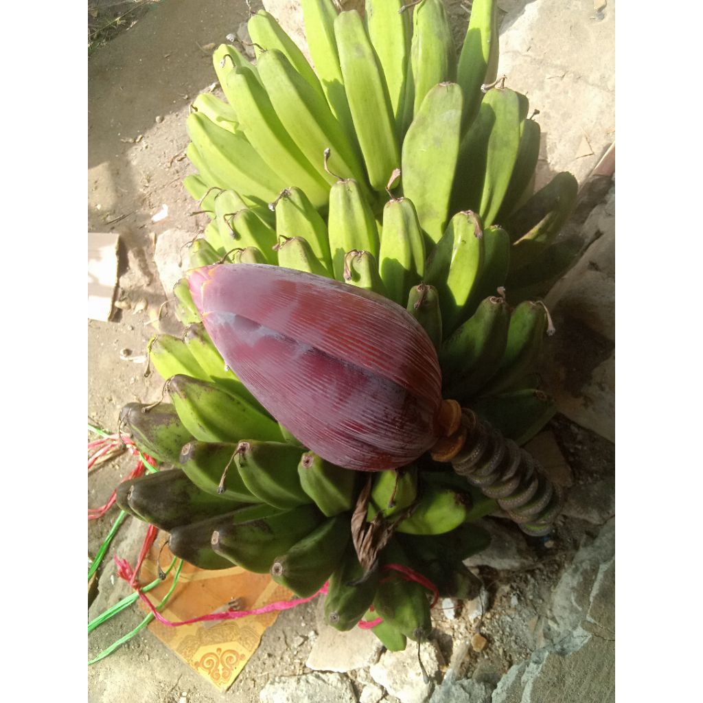 

jantung pisang kepok besar