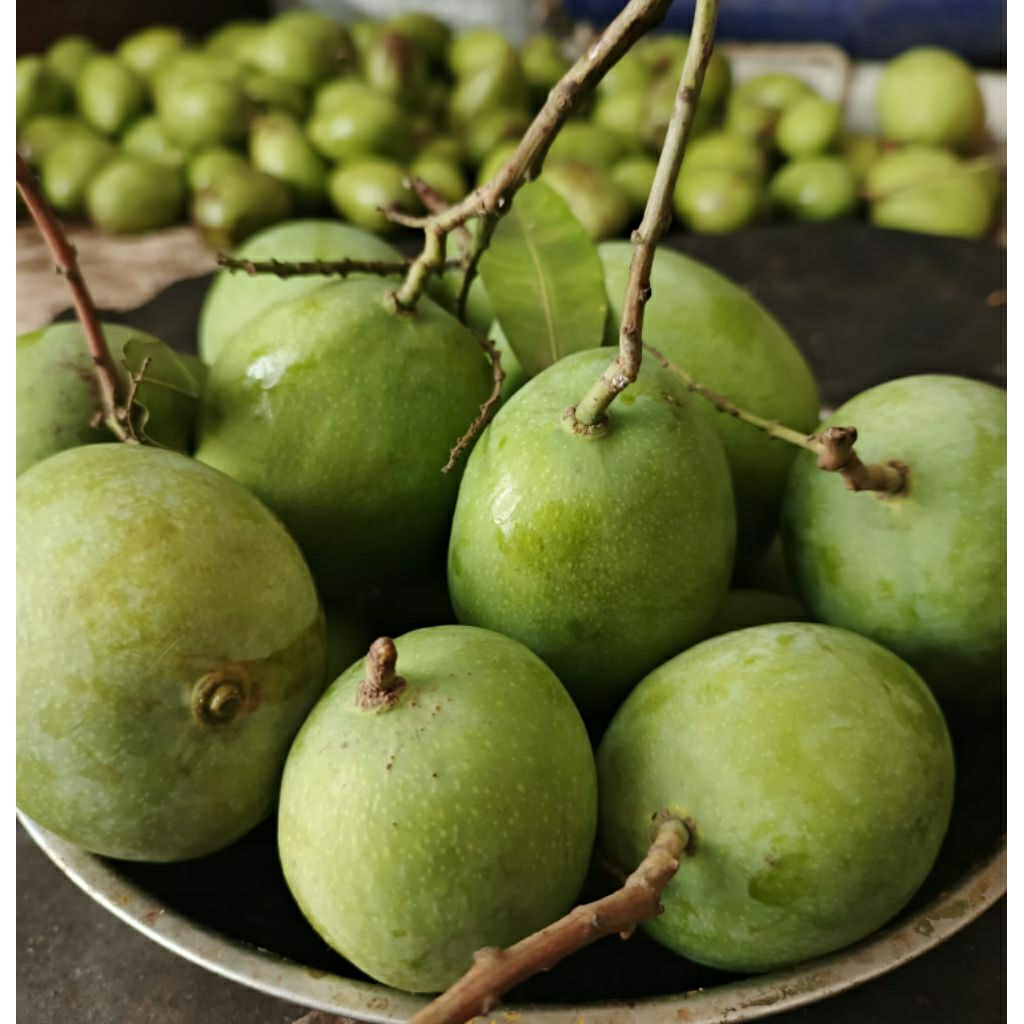 

Mangga muda Rujak campur ukuran sedang 1kg