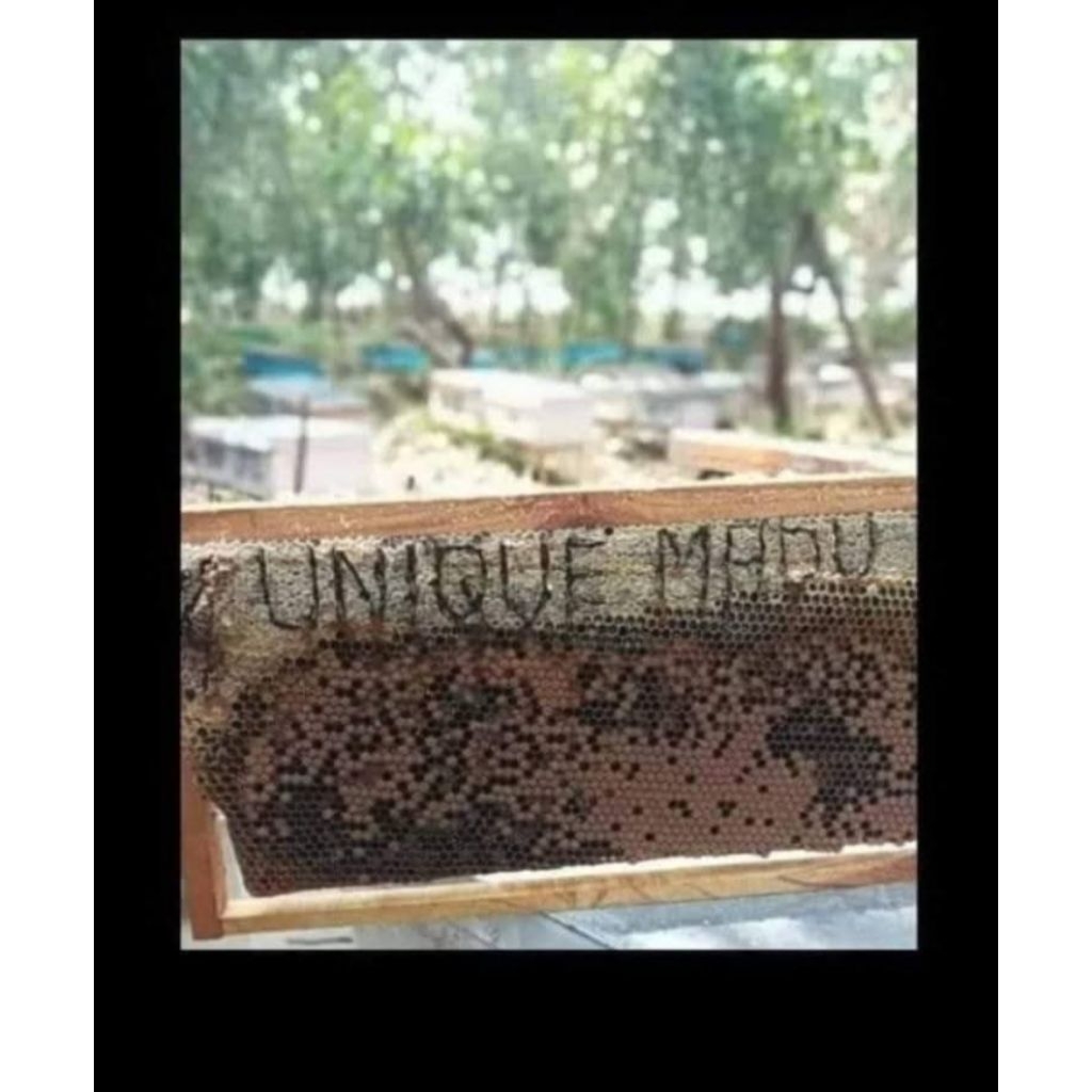 

Madu_hutan_akasia_asli