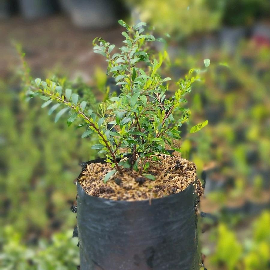 bibit tanaman bonsai cendrawasih/tanaman cendrawasih/tanaman bahan bonsai