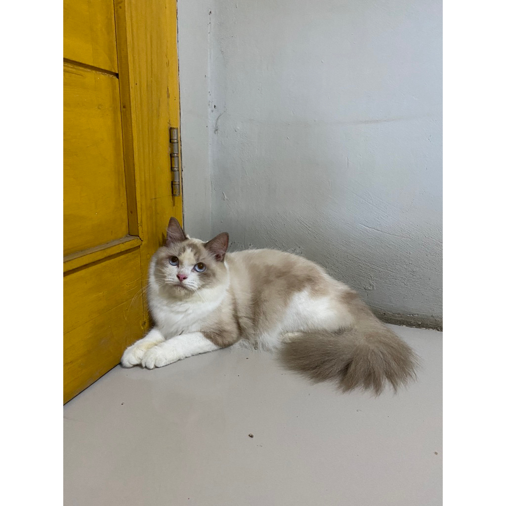 ragdoll betina syantixxxx