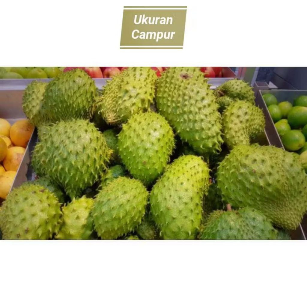 

Sirsak hasil kebun / nangka londo berat 700gr-1kg