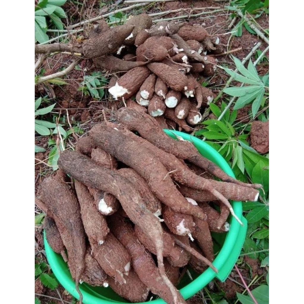 

Singkong Fresh 1 kg