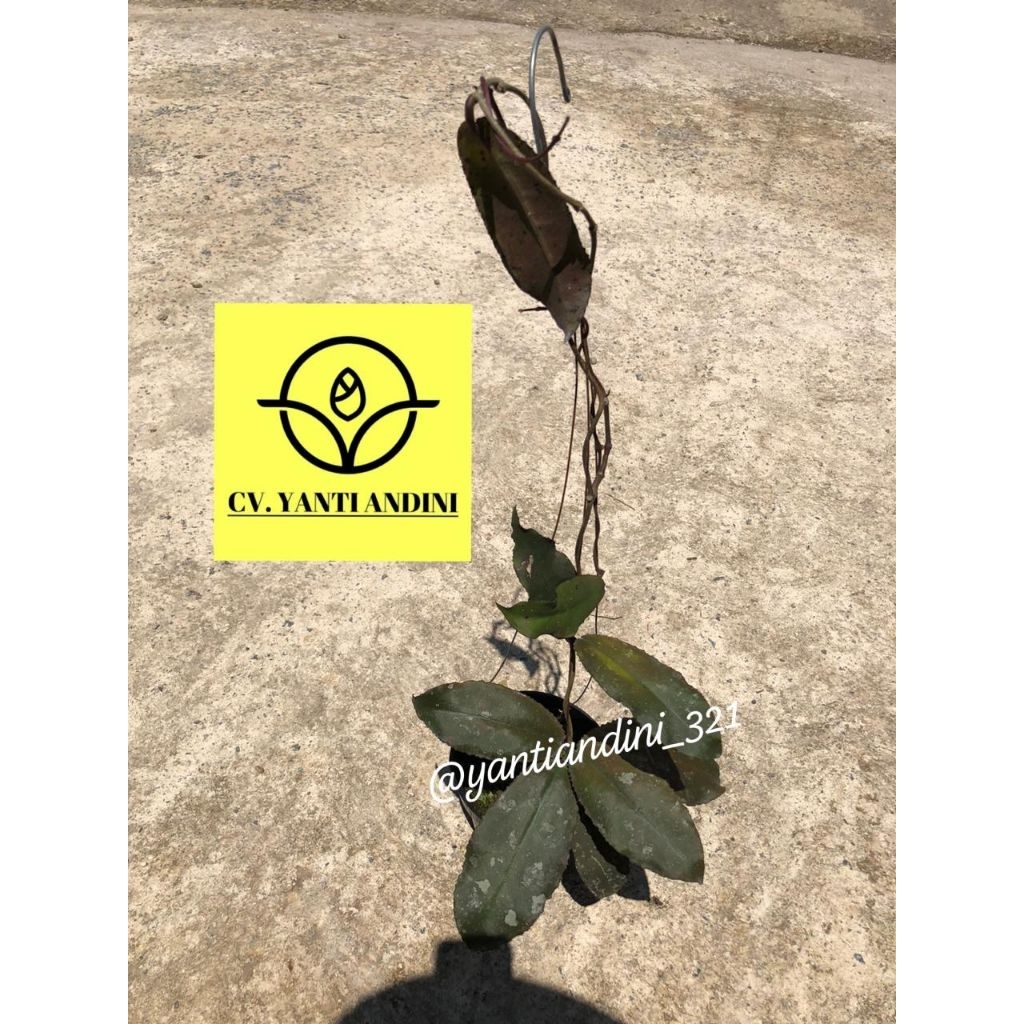 Hoya Undulata Long