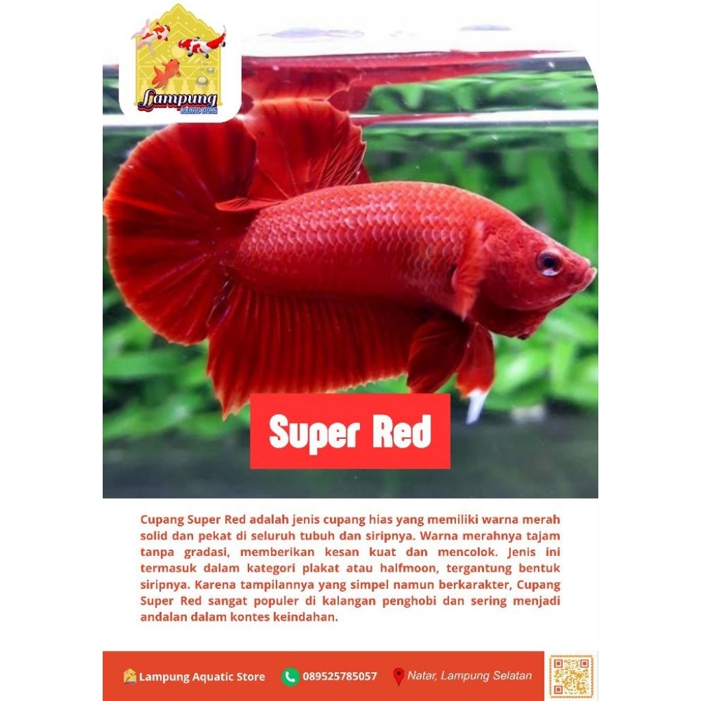 MAINAN ANAK CUPANG SUPER RED HIASAN AKUARIUM